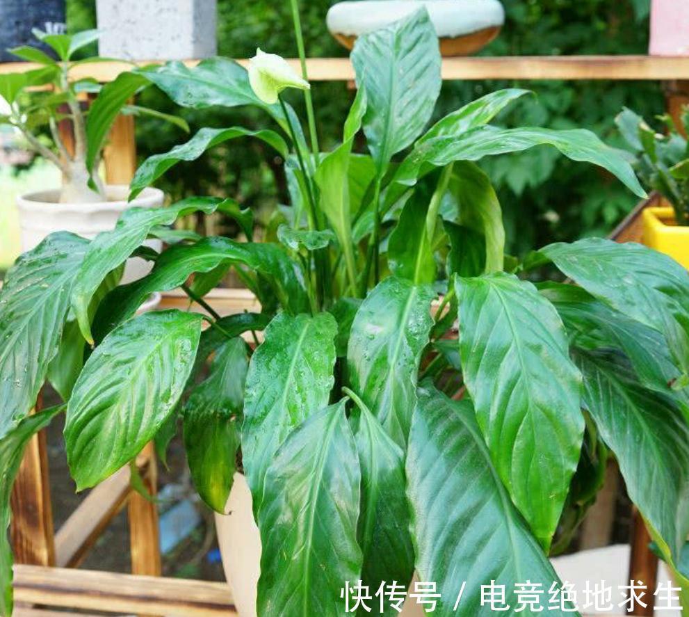 属鸡的几月出生最好命男孩子：揭秘吉祥月份与名字选择