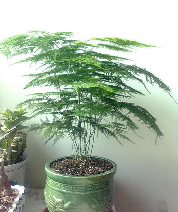 端午节生的男孩名字：独特寓意与美好祝愿